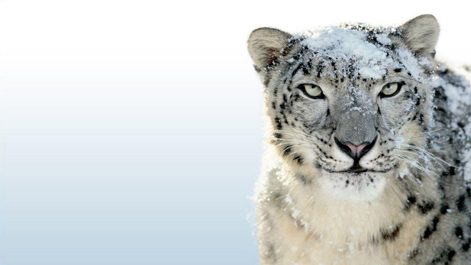 Apple snow leopard cd download